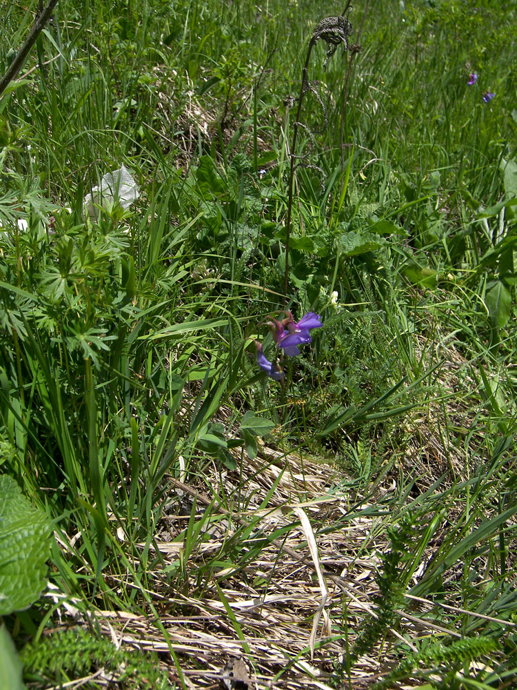 Image of Lathyrus cyaneus specimen.