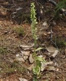 Epipactis helleborine