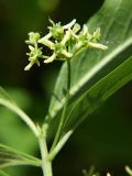 Euonymus europaeus