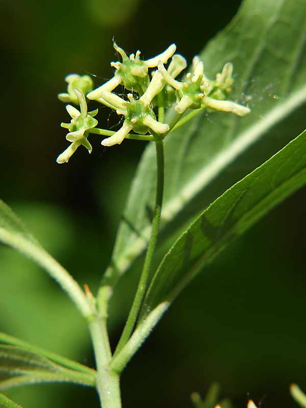 Изображение особи Euonymus europaeus.