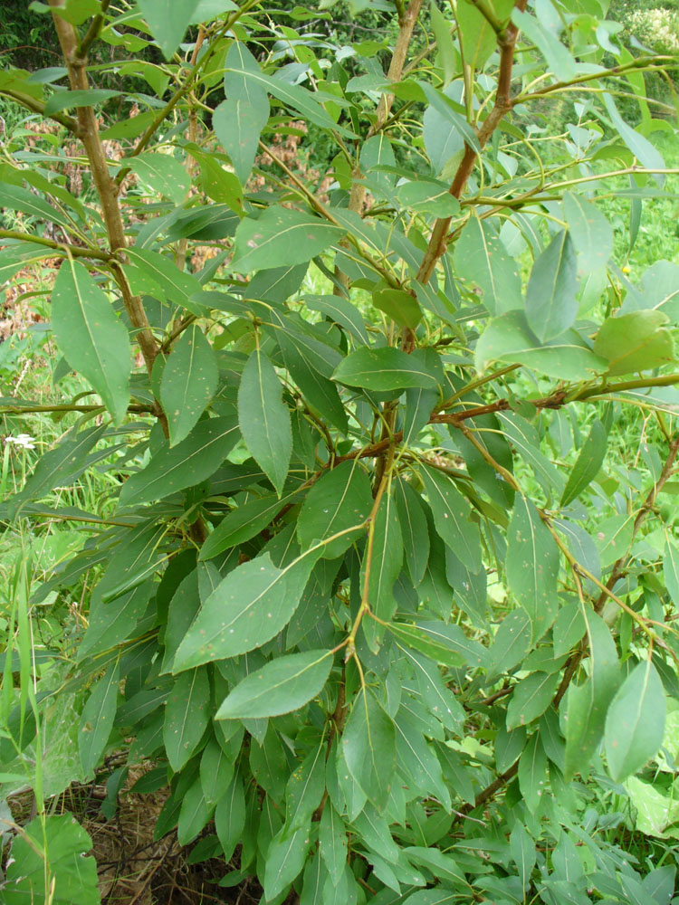 Изображение особи Populus laurifolia.