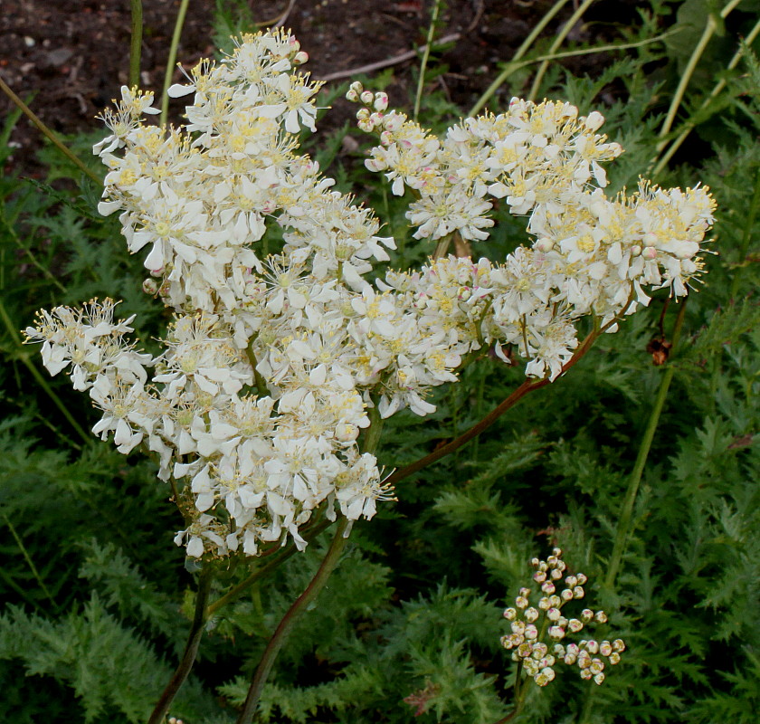 Изображение особи Filipendula vulgaris.