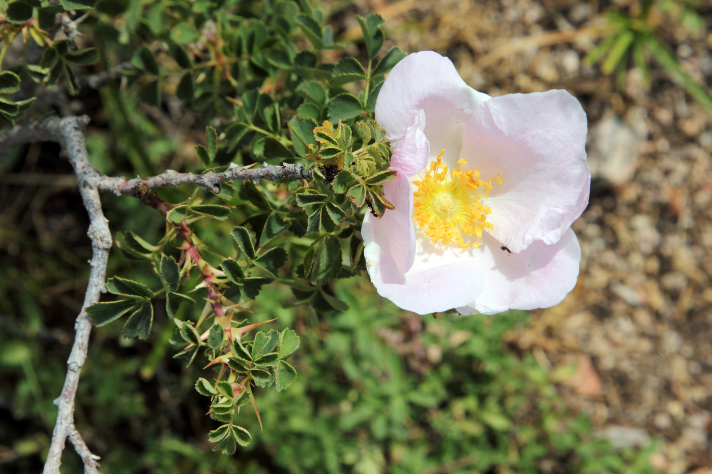 Image of Rosa fedtschenkoana specimen.