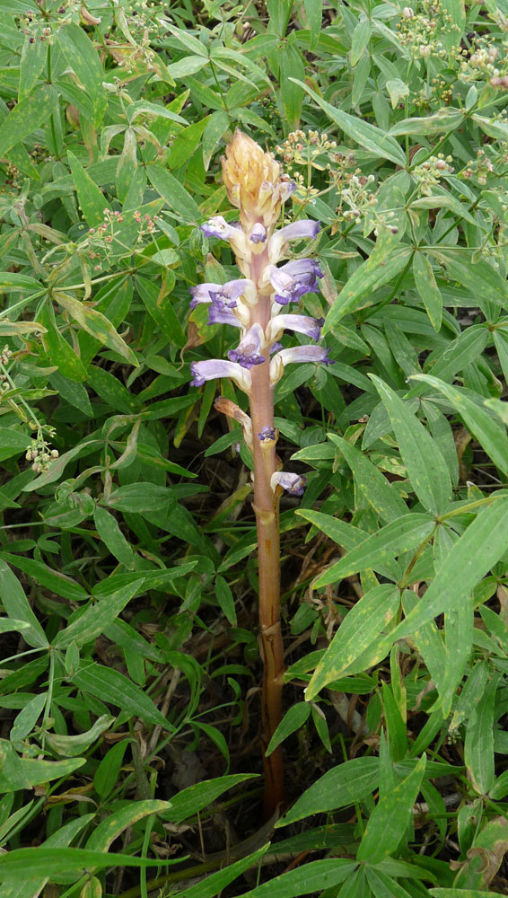 Image of Orobanche cumana specimen.