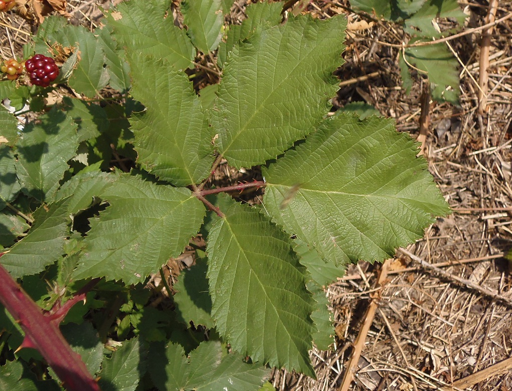 Image of genus Rubus specimen.