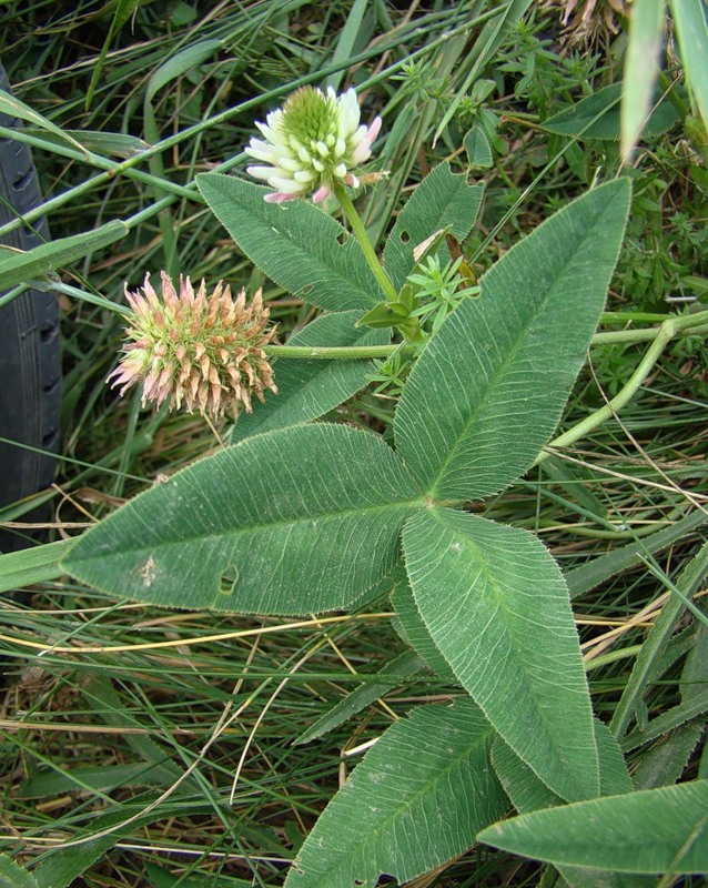 Изображение особи Trifolium ambiguum.