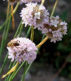 Armeria welwitschii
