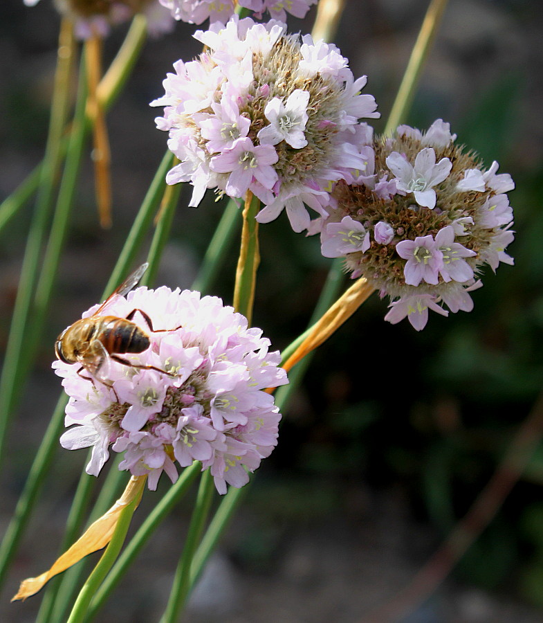 Изображение особи Armeria welwitschii.