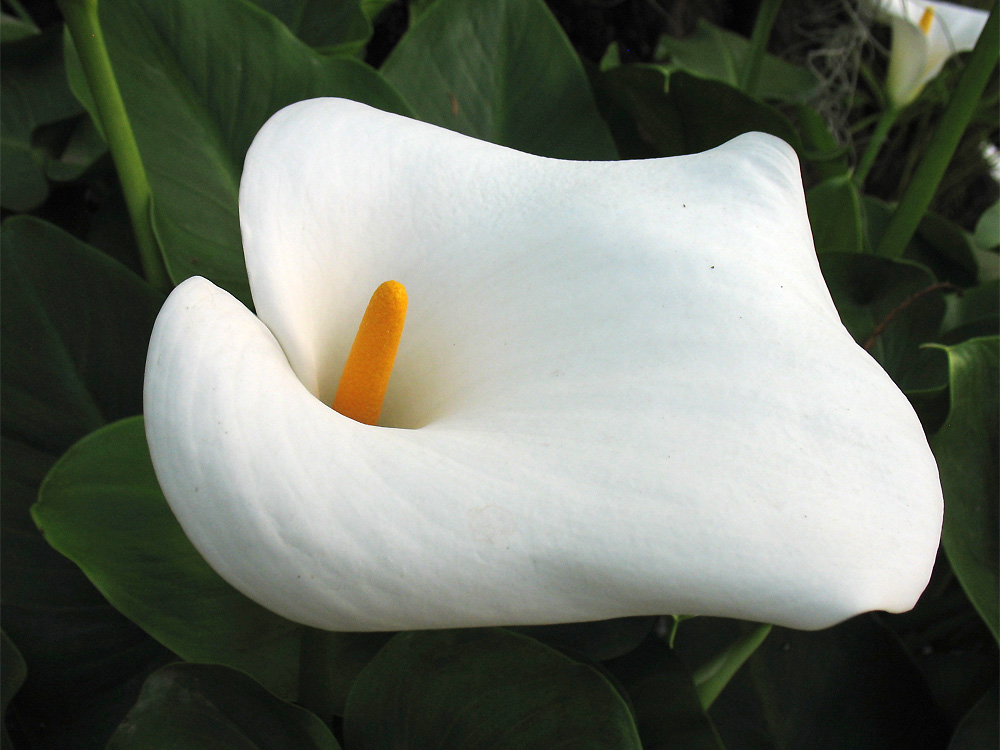Изображение особи Zantedeschia aethiopica.