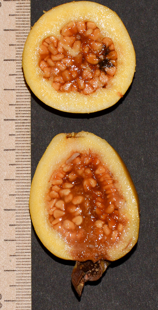 Image of Psidium guajava specimen.