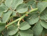 Rosa corymbifera
