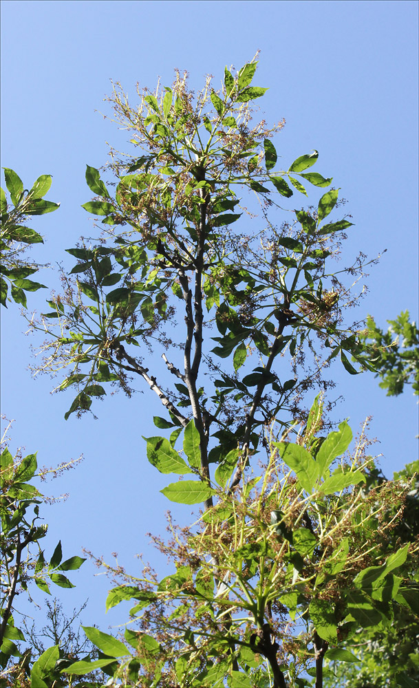 Изображение особи Fraxinus ornus.