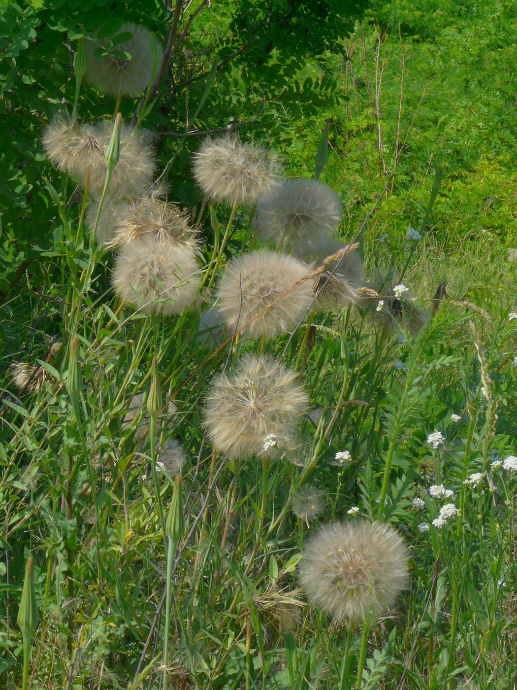 Image of Tragopogon dubius ssp. major specimen.