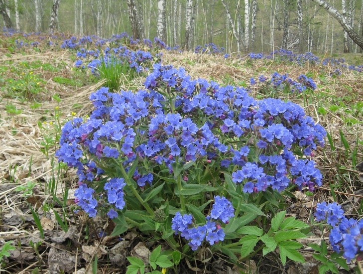 Изображение особи Pulmonaria mollis.