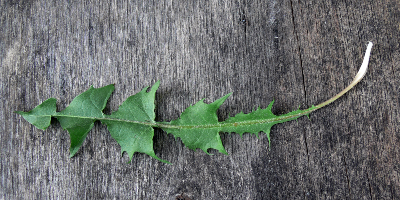 Image of Taraxacum distantilobum specimen.