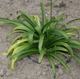 Agapanthus africanus