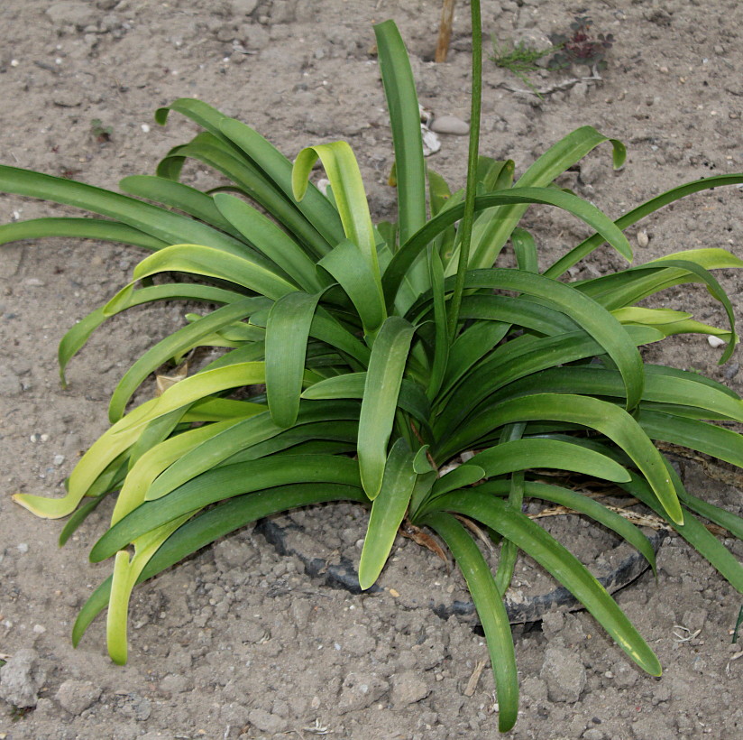 Image of Agapanthus africanus specimen.