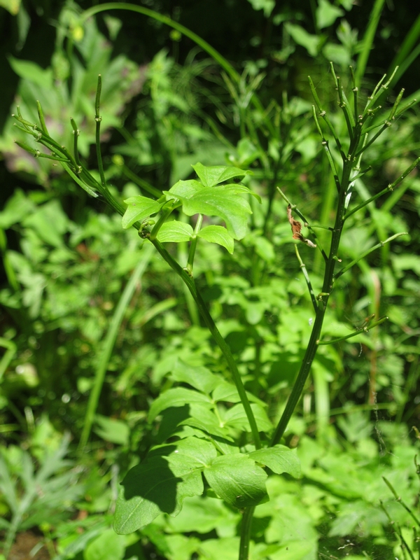 Изображение особи Cardamine yezoensis.