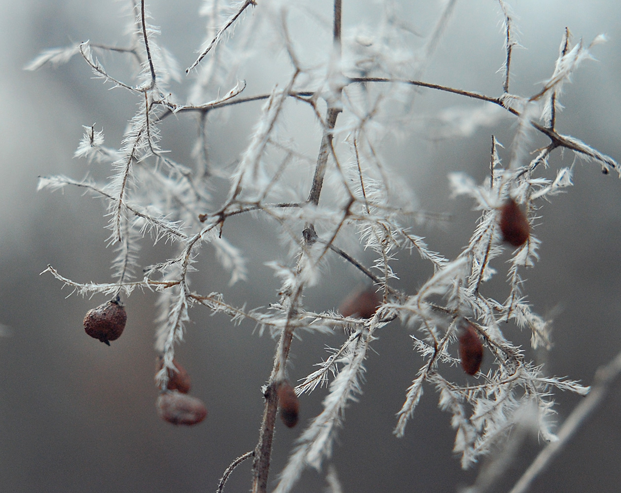 Image of Cotinus coggygria specimen.