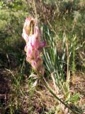 Hedysarum songoricum