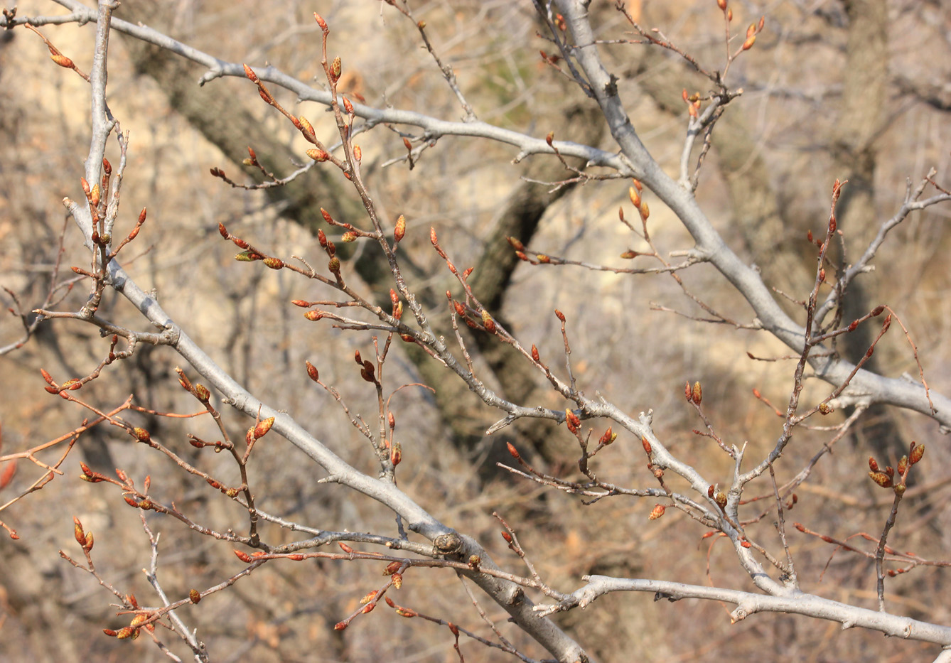 Изображение особи Carpinus orientalis.