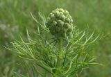 Adonis vernalis