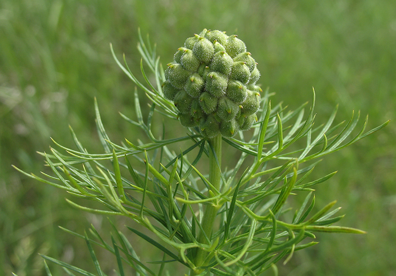 Image of Adonis vernalis specimen.