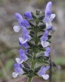 Salvia verbenaca