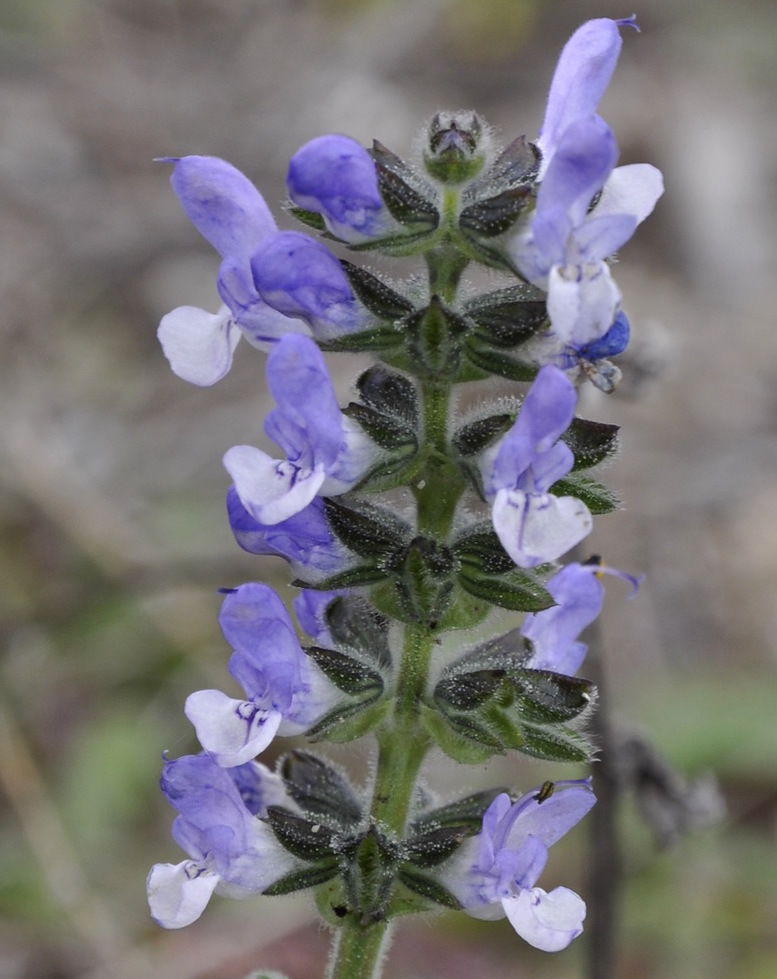 Image of Salvia verbenaca specimen.
