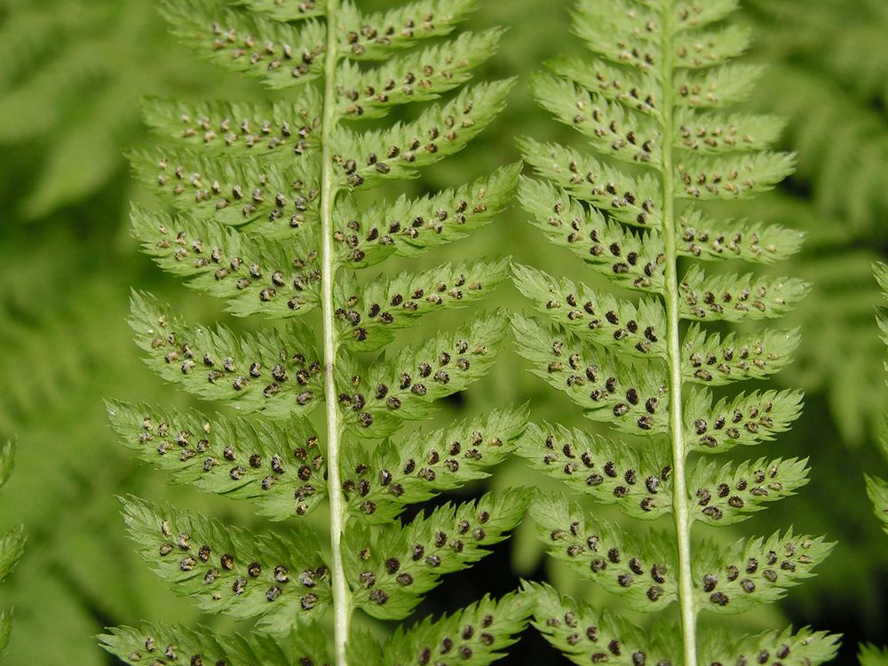 Image of Pseudocystopteris spinulosa specimen.