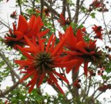 Erythrina lysistemon. Соцветия. Израиль, г. Беэр-Шева, городское озеленение. 27.03.2013.