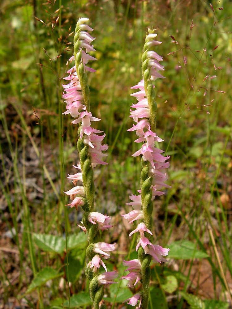 Изображение особи Spiranthes australis.