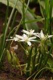 Ornithogalum refractum