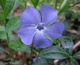 Vinca minor