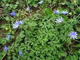 Anemone blanda