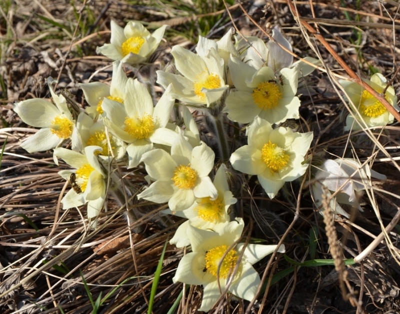 Image of Pulsatilla orientali-sibirica specimen.