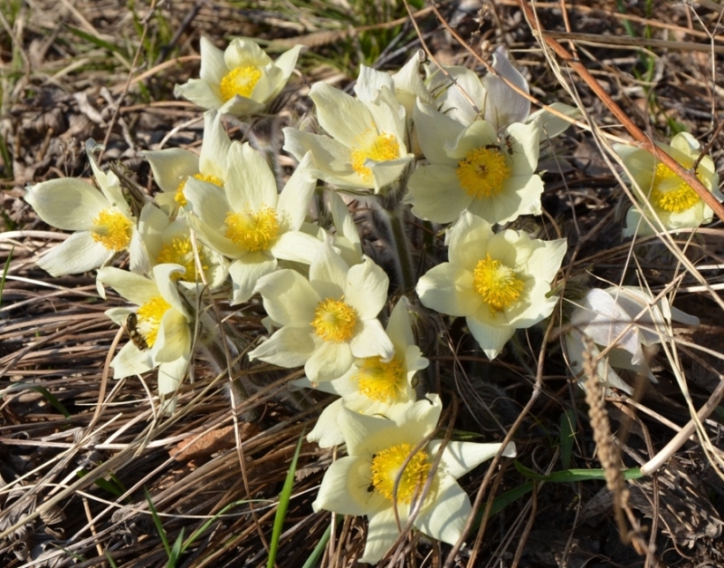 Изображение особи Pulsatilla orientali-sibirica.