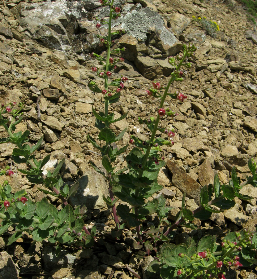 Изображение особи Scrophularia rupestris.