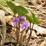 Viola primorskajensis
