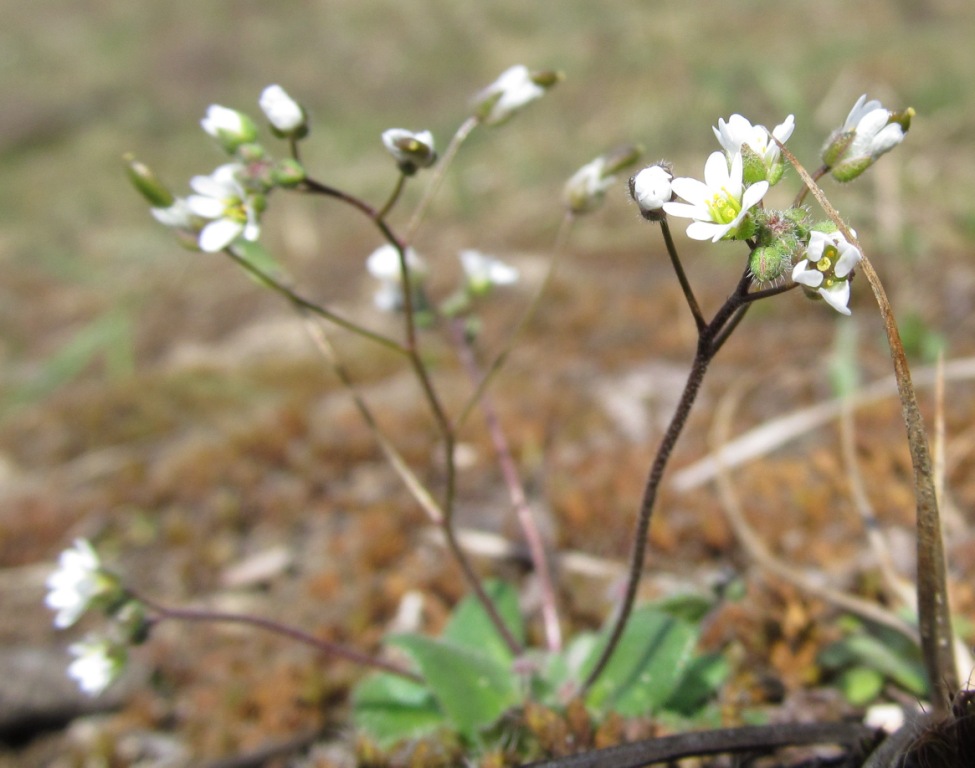 Изображение особи Erophila verna.