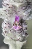 Stachys velata