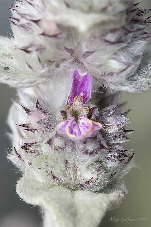 Image of Stachys cretica specimen.