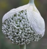 Allium porrum