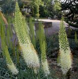Eremurus himalaicus. Соцветия. Германия, г. Дюссельдорф, Ботанический сад университета. 02.06.2014.