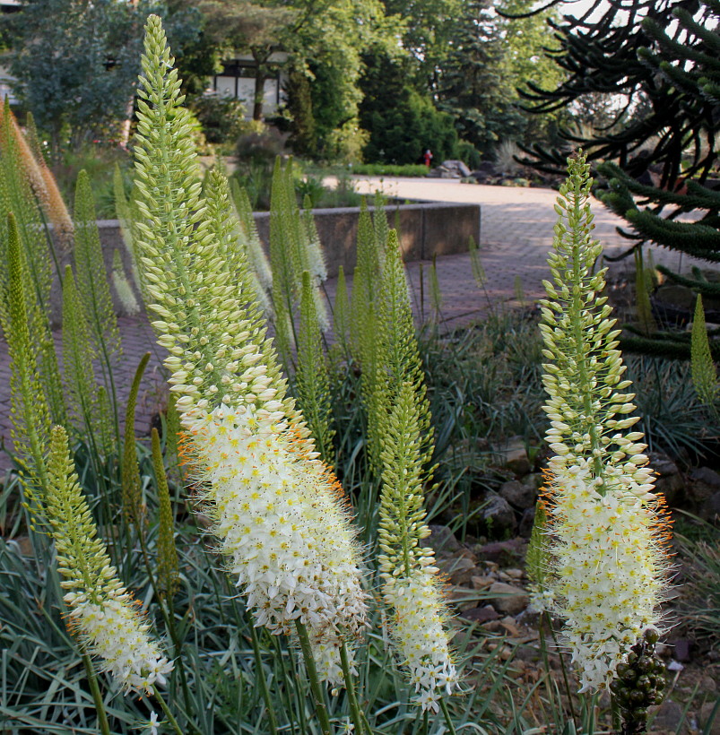 Image of Eremurus himalaicus specimen.