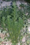 Tripleurospermum inodorum