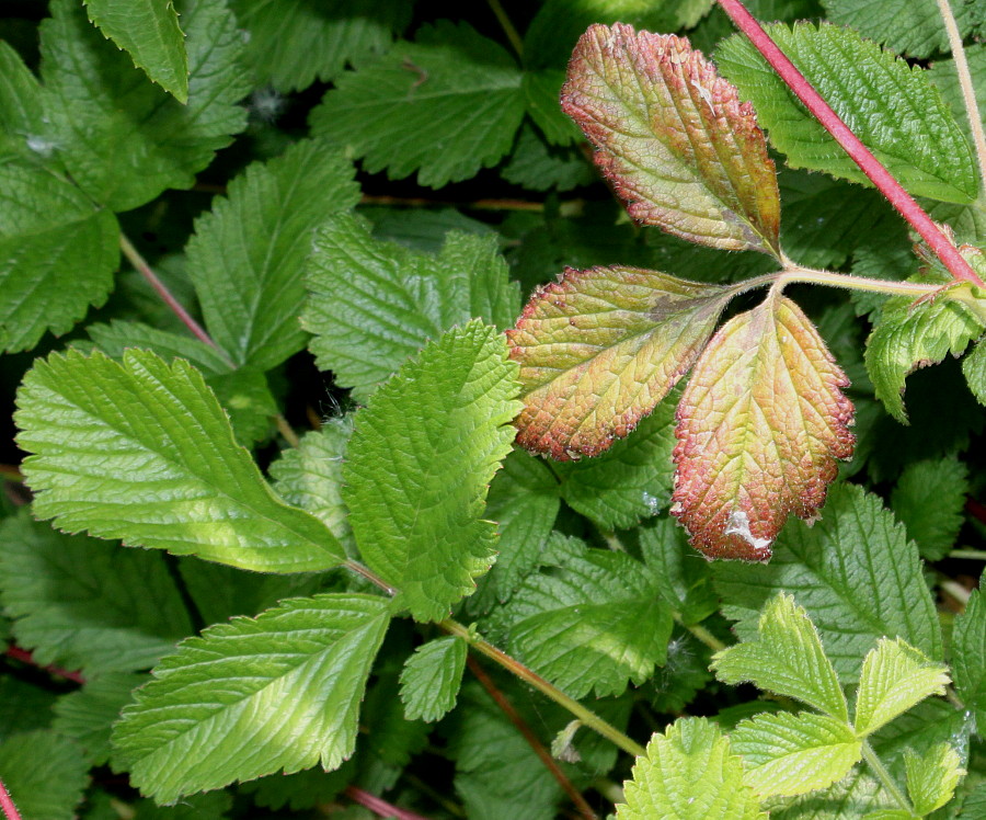 Image of Potentilla rupestris specimen.