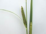 Image of taxon representative. Author is Елена Журба