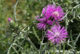 Galactites tomentosus