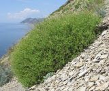 Rumex hastifolius